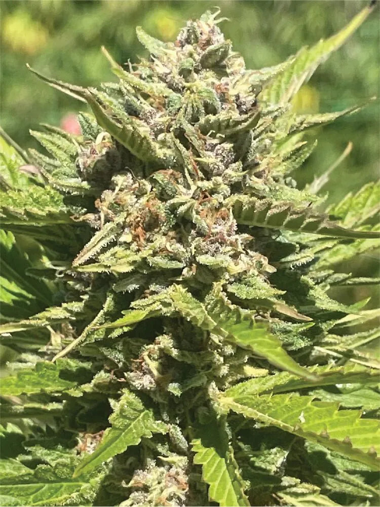 Banana Melt (Humboldt Seed Co.) feminisiert