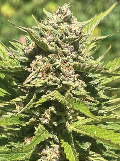 Banana Melt (Humboldt Seed Co.) feminisiert