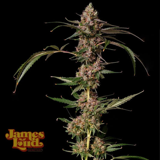 Banana Punch Gelato Auto (James Loud Genetics)