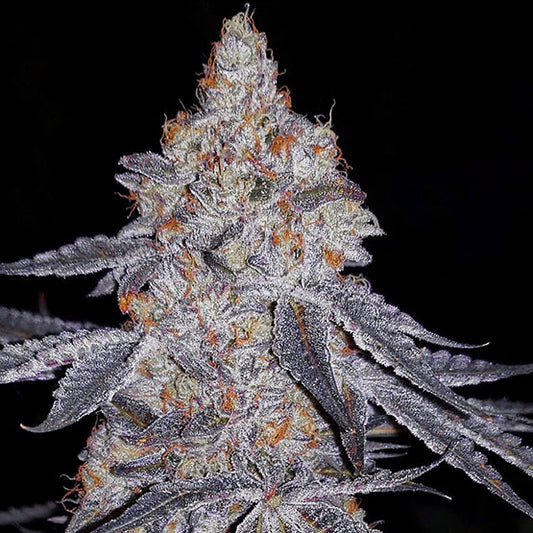 Banana Daddy R1 (Ethos Genetics) feminisiert