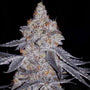Banana Daddy R1 (Ethos Genetics) feminized