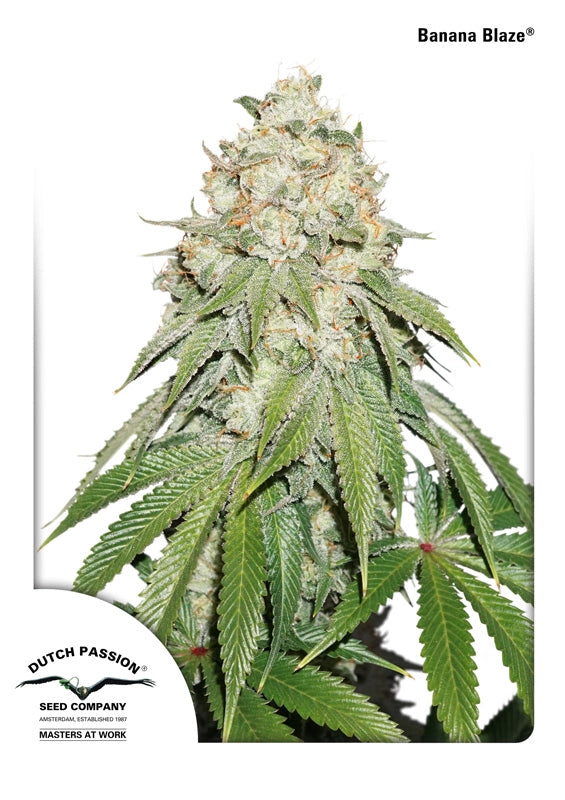 Banana Blaze (Dutch Passion) feminisiert Cannabis Samen von Dutch Passion
