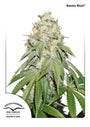 Banana Blaze (Dutch Passion) feminisiert