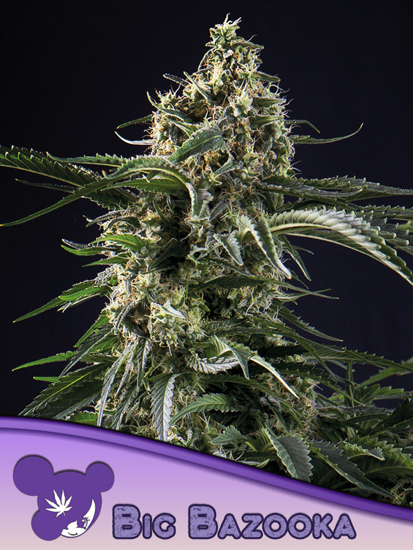 Big Bazooka (Anesia Seeds) feminisiert
