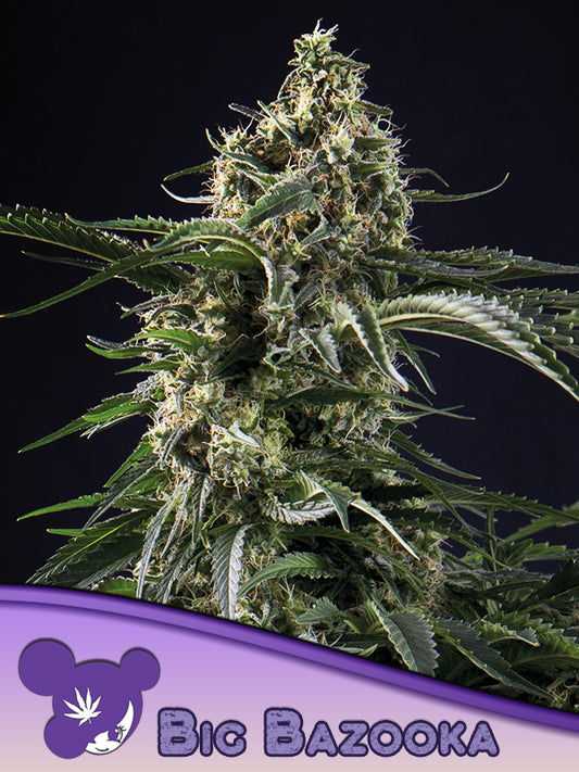 Big Bazooka (Anesia Seeds) feminisiert