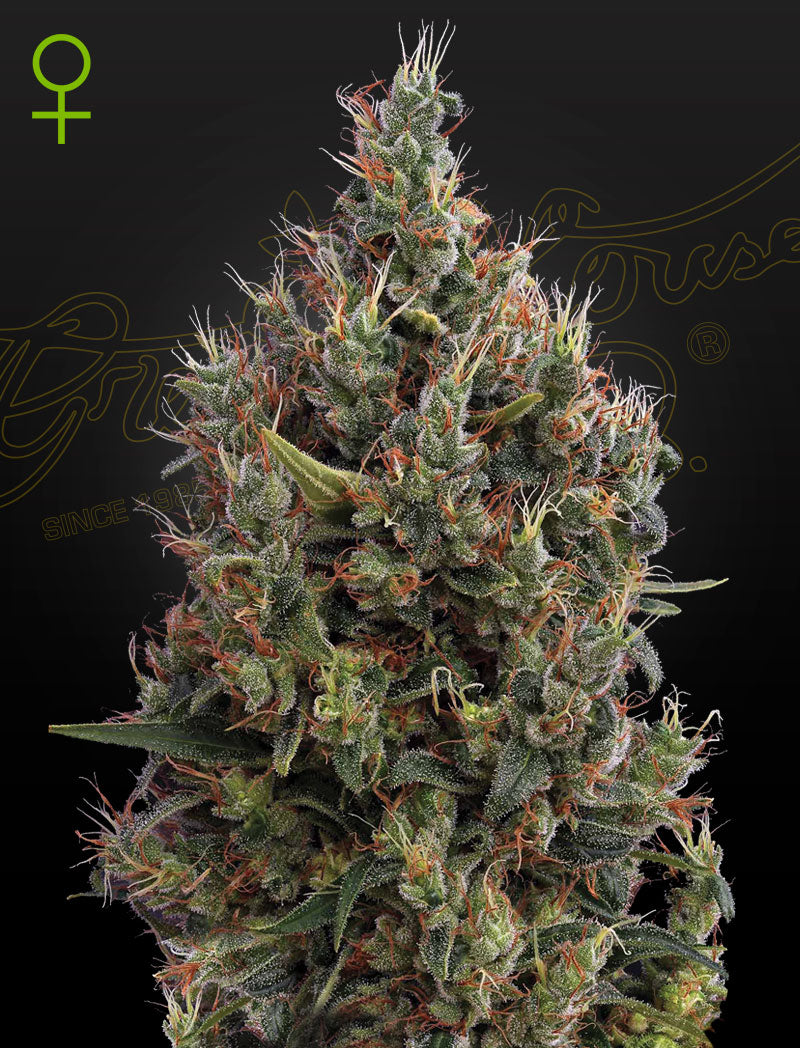 Big Bang Auto (Greenhouse Seed Co.) Cannabis Samen von Greenhouse Seed Co.