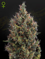 Big Bang Auto (Greenhouse Seed Co.)