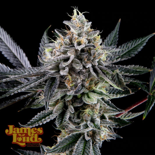 Frosted Biscotti Auto (James Loud Genetics)