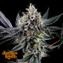 Frosted Biscotti Auto (James Loud Genetics)