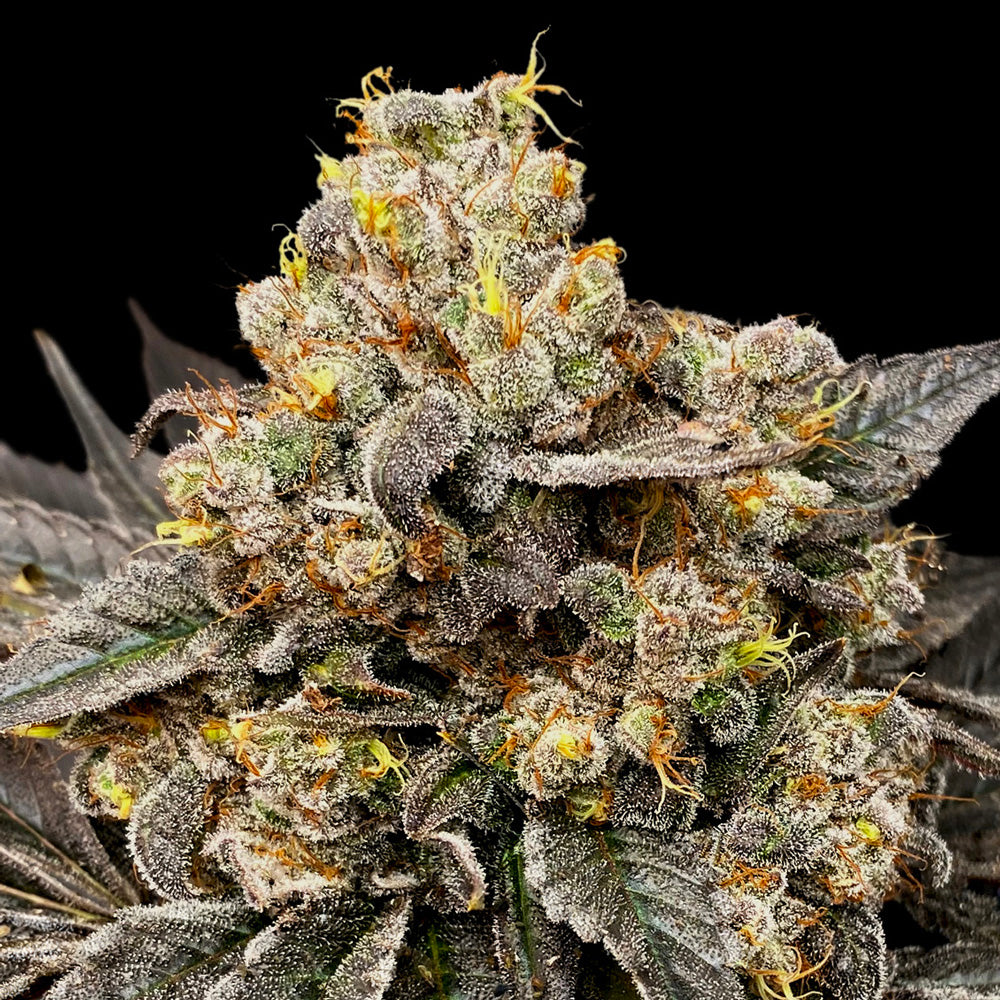 Biscotti Zkittlez (00 Seeds) feminisiert