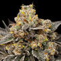 Biscotti Zkittlez (00 Seeds) feminisiert
