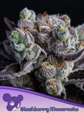 Blackberry Moonrocks (Anesia Seeds) feminisiert Cannabis Samen von Anesia Seeds