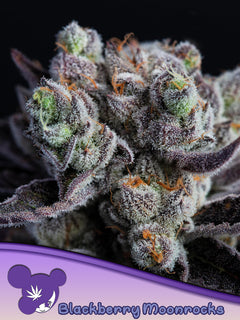 Blackberry Moonrocks (Anesia Seeds) feminisiert Cannabis Samen von Anesia Seeds
