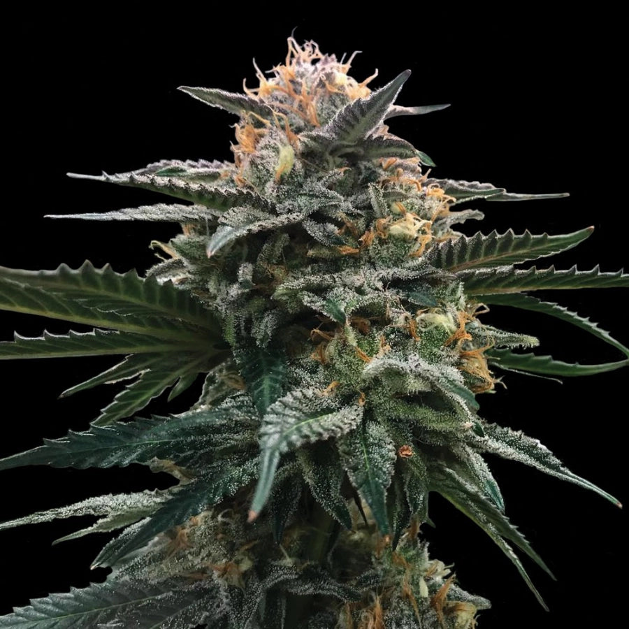 Blood Orange Sorbet (DNA Genetics) feminisiert Cannabis Samen von DNA Genetics