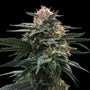 Blood Orange Sorbet (DNA Genetics) feminisiert