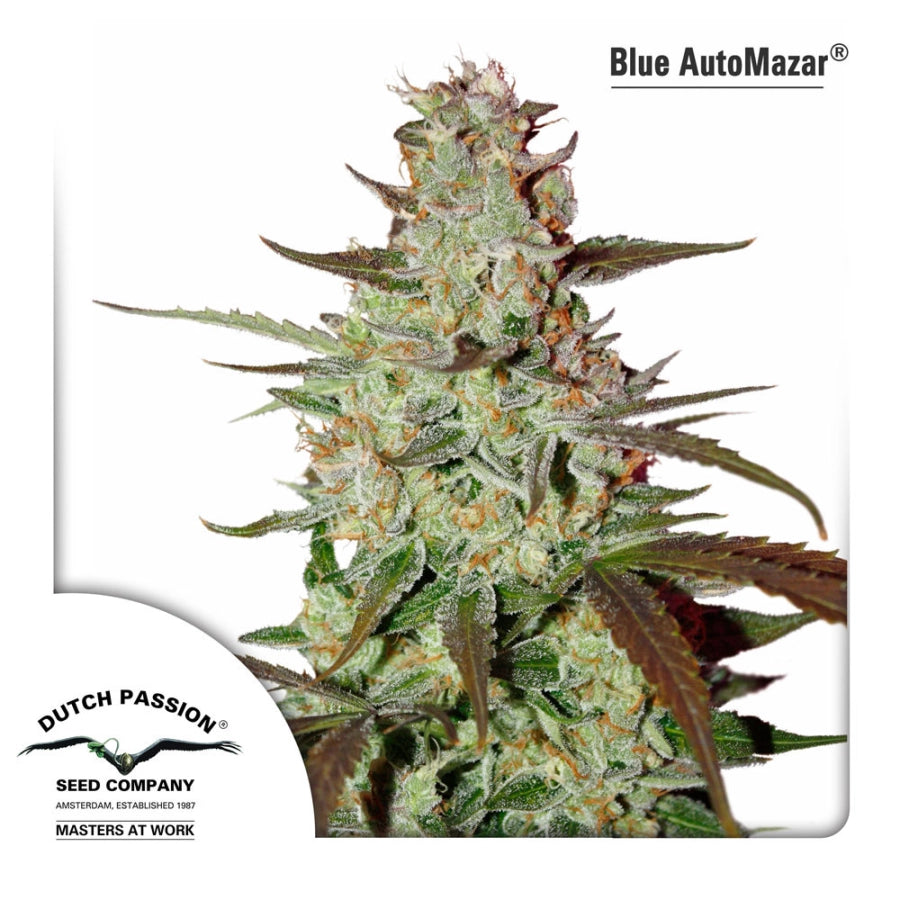 Blue Mazar Auto (Dutch Passion) Cannabis Samen von Dutch Passion
