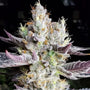 BooBerry Cookies RBX (Ethos Genetics) Feminized