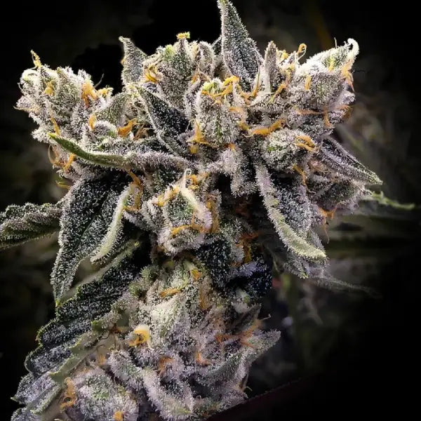Bruised Bananas (DNA Genetics) feminisiert Cannabis Samen von DNA Genetics