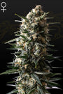 Bubba Slush (Greenhouse Seed Co.) feminisiert