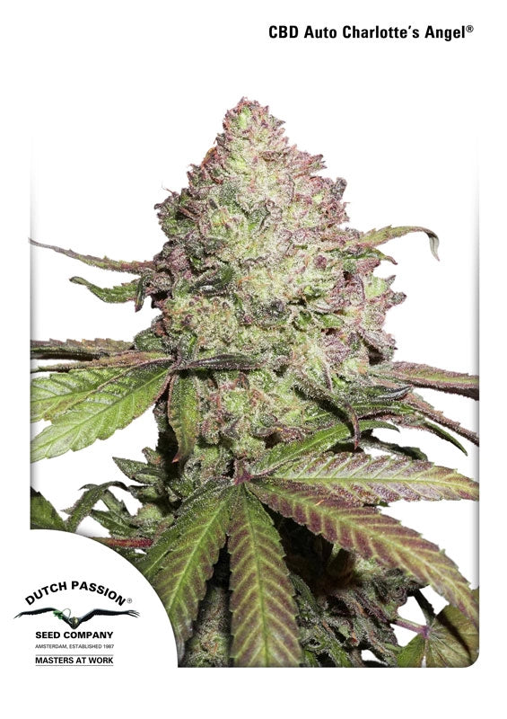 Charlotte's Angel CBD Auto (Dutch Passion) Cannabis Samen von Dutch Passion