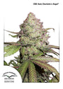 Charlotte's Angel CBD Auto (Dutch Passion)