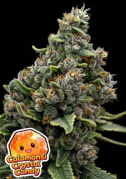 Calamansi Crystal Candy (Anesia Seeds) feminisiert