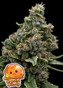Calamansi Crystal Candy (Anesia Seeds) Feminized