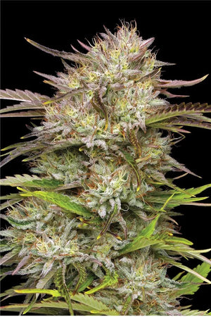 California Haze (Humboldt Seed Co.) feminisiert Cannabis Samen von Humboldt Seed Co.
