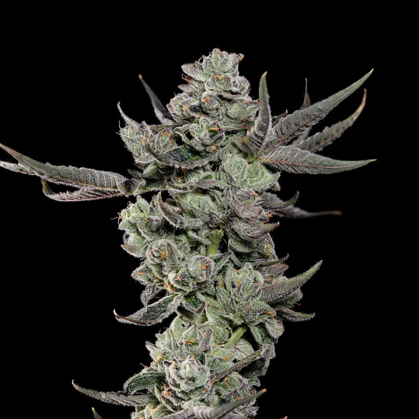 Cali Tings (Wizard Trees) feminisiert