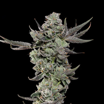 Cali Tings (Wizard Trees) feminisiert