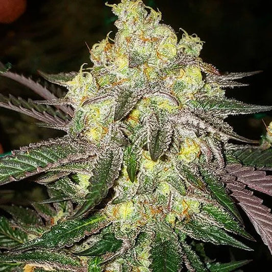 Candy Store RBX (Ethos Genetics) feminisiert