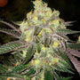 Candy Store RBX (Ethos Genetics) Feminized