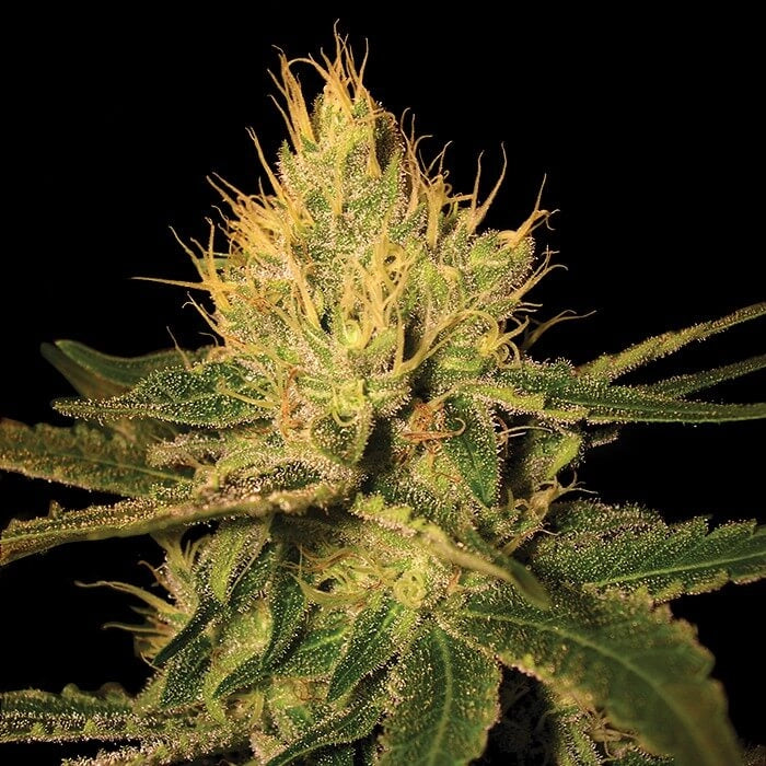 Cannalope Haze (DNA Genetics) feminisiert Cannabis Samen von DNA Genetics