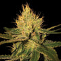 Cannalope Haze (DNA Genetics) feminisiert