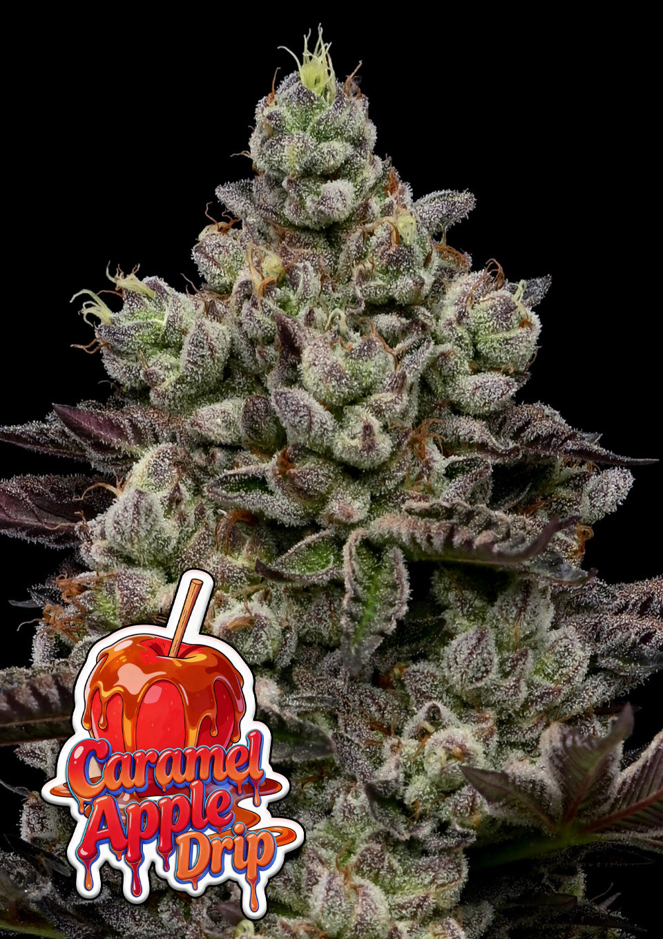 Caramel Apple Drip (Anesia Seeds) feminisiert Cannabis Samen von Anesia Seeds