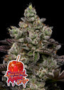 Caramel Apple Drip (Anesia Seeds) Feminized