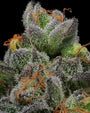 California Cream (Humboldt Seed Co.) feminisiert