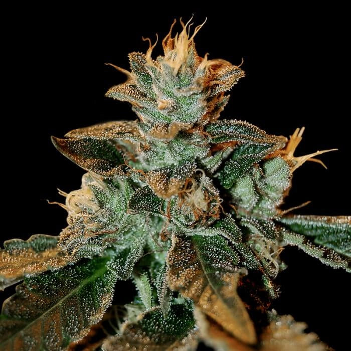 Cataract Kush (DNA Genetics) feminisiert Cannabis Samen von DNA Genetics