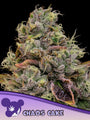 Chaos Cake (Anesia Seeds) Feminized