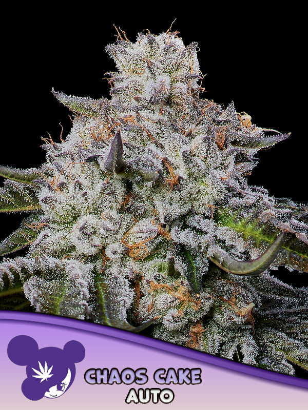 Chaos Cake Auto (Anesia Seeds)