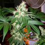 Chem Valley Kush (The Cali Connection) feminized