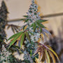 Cherry Pie OG S1 (Ethos Genetics) Feminized
