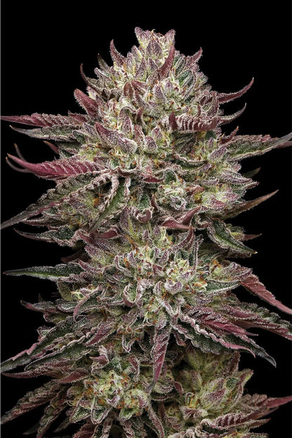 Chicken N Wafflez (Humboldt Seed Co.) feminisiert