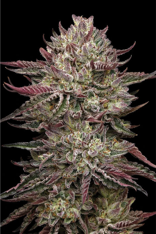 Chicken N Wafflez (Humboldt Seed Co.) feminisiert