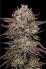 Chicken N Wafflez (Humboldt Seed Co.) feminisiert