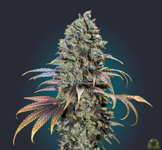 Chocolate Cream (00 Seeds) Feminized