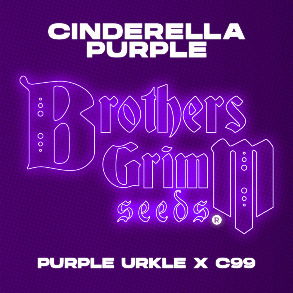 Cinderella Purple (Brothers Grimm Seeds) feminisiert