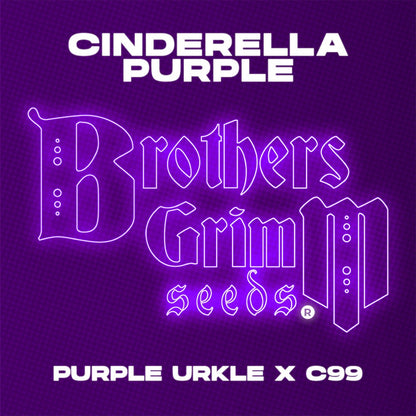Cinderella Purple (Brothers Grimm Seeds) feminisiert