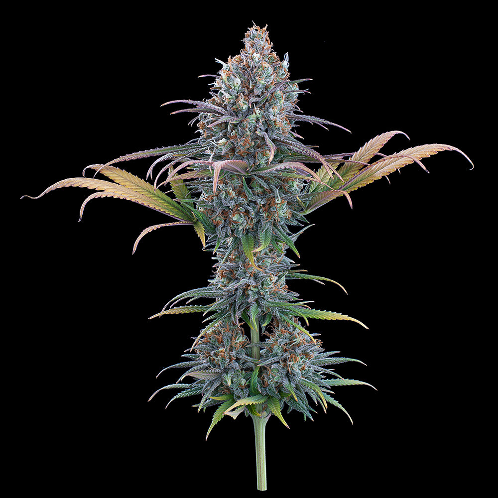 Cinderella Purple (Brothers Grimm Seeds) feminisiert