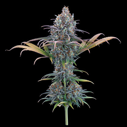 Cinderella Purple (Brothers Grimm Seeds) feminisiert